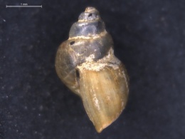Aroapyrgus cisterninus image