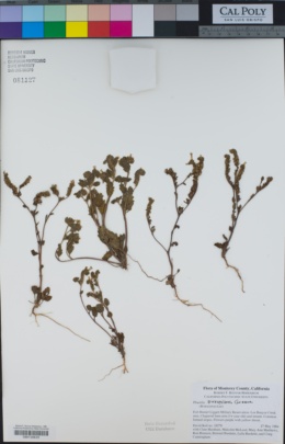 Phacelia suaveolens image