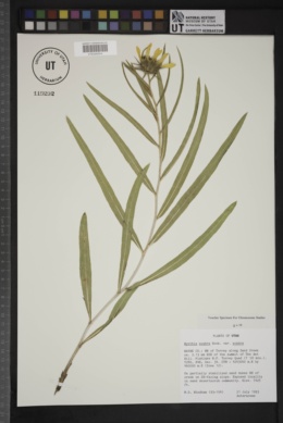 Scabrethia scabra subsp. scabra image