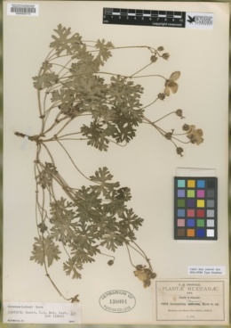Image of Geranium lozanoi