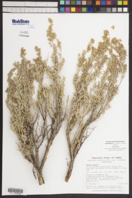 Artemisia tridentata × bonnevillensis image