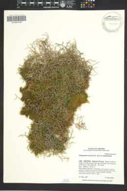 Selaginella mutica image