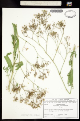Image of Gypsophila scorzonerifolia