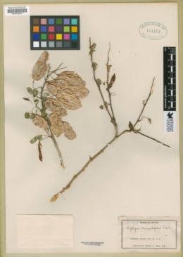 Diphysa minutifolia image