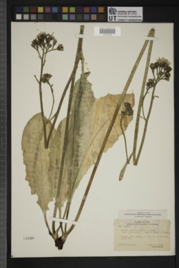 Crepis runcinata subsp. hispidulosa image