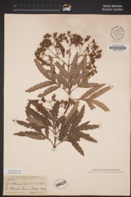 Lyonothamnus floribundus image