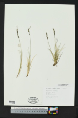 Festuca brachyphylla var. brachyphylla image
