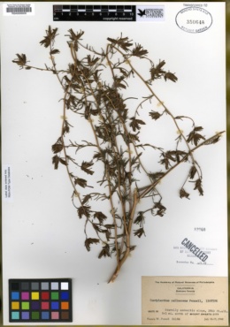 Cordylanthus pallescens image