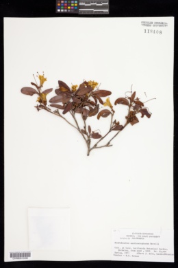 Rhododendron xanthostephanum image