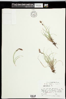 Carex petricosa var. petricosa image