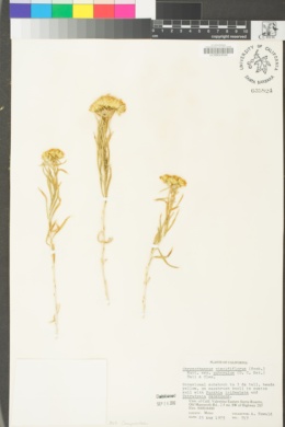 Chrysothamnus viscidiflorus subsp. puberulus image