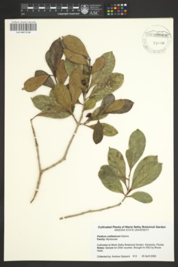 Psidium cattleianum image