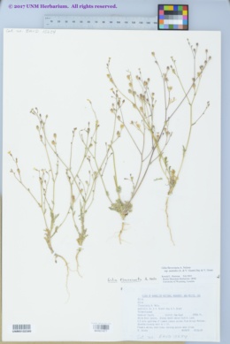 Image of Gilia lyndana
