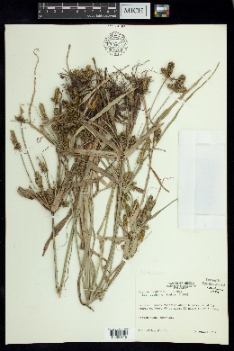 Cyperus dentoniae image