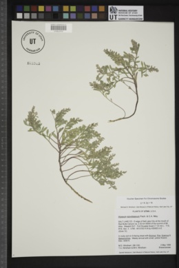Alyssum szovitsianum image