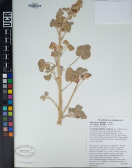 Sphaeralcea ambigua var. rugosa image