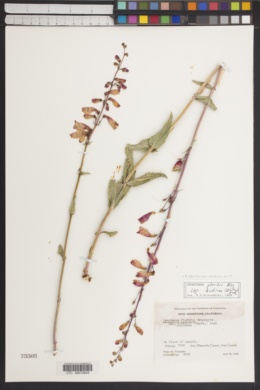 Penstemon floridus var. austinii image