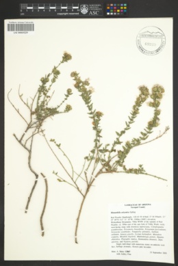 Monardella arizonica image