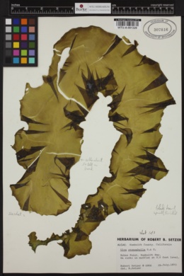 Ulva stenophylla image