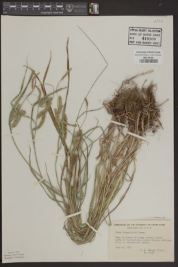 Image of Carex schweinitzii