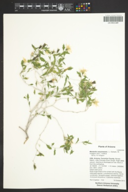 Mentzelia canyonensis image
