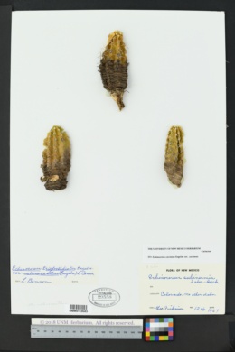 Echinocereus subinermis image
