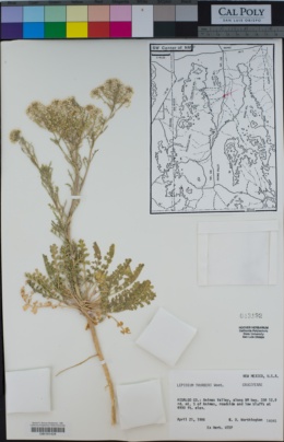 Image of Lepidium thurberi
