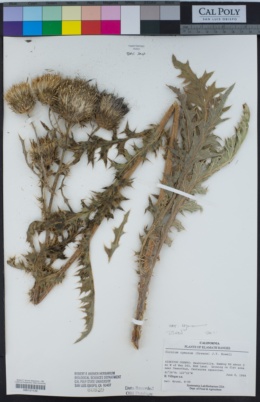 Cirsium cymosum var. cymosum image