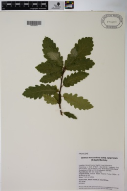 Quercus macranthera subsp. syspirensis image