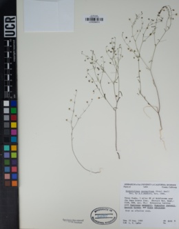 Hesperolinon spergulinum image