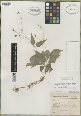 Cymophora hintonii image
