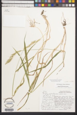 Image of Elymus hirsutus