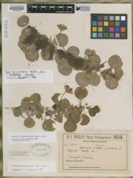 Image of Ludwigia helminthorrhiza