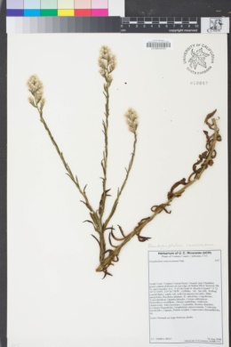 Image of Pseudognaphalium ramosissimum