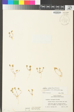 Linanthus bellus image