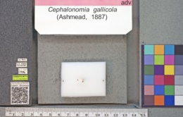 Image of Cephalonomia gallicola