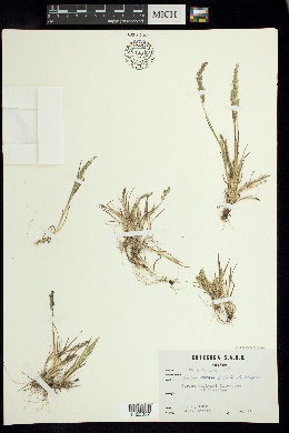 Image of Poa acinaciphylla
