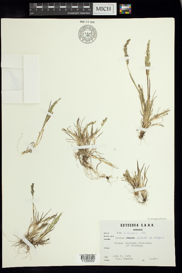 Poa acinaciphylla image