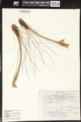 Tillandsia chaetophylla image
