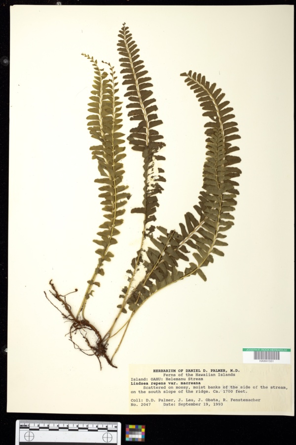 Lindsaea repens var. macraeana image