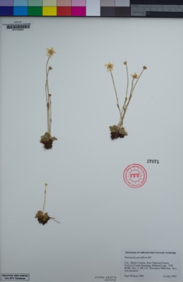 Image of Parnassia parviflora