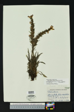 Pedicularis parryi subsp. mogollonica image