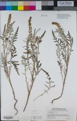 Image of Ambrosia tomentosa
