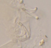 Paramacrobiotus tonollii image