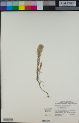 Castilleja densiflora subsp. obispoensis image