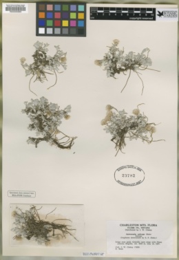Antennaria soliceps image