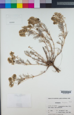 Image of Astragalus aboriginum