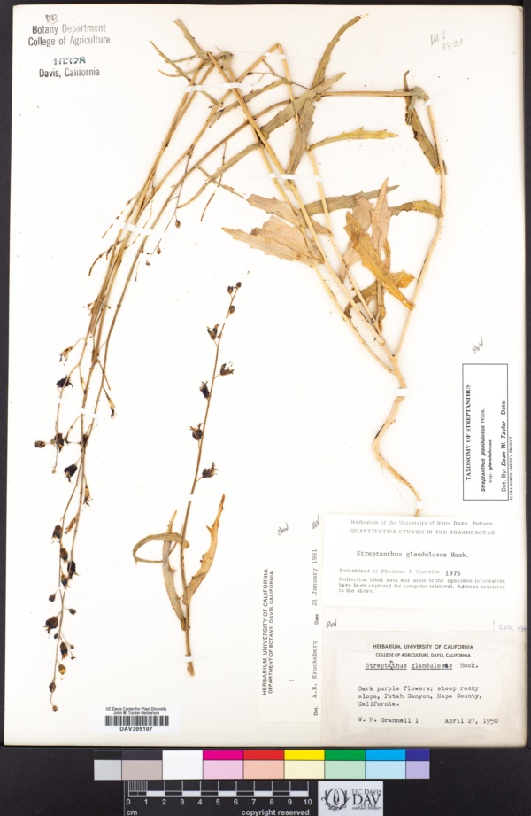Streptanthus glandulosus subsp. glandulosus image
