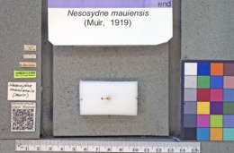 Image of Nesosydne mauiensis