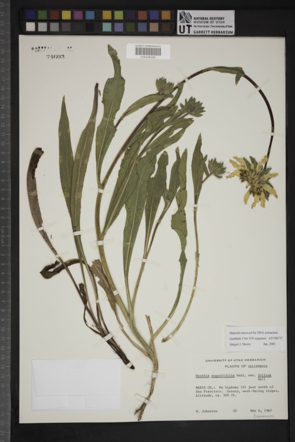 Wyethia angustifolia var. foliosa image